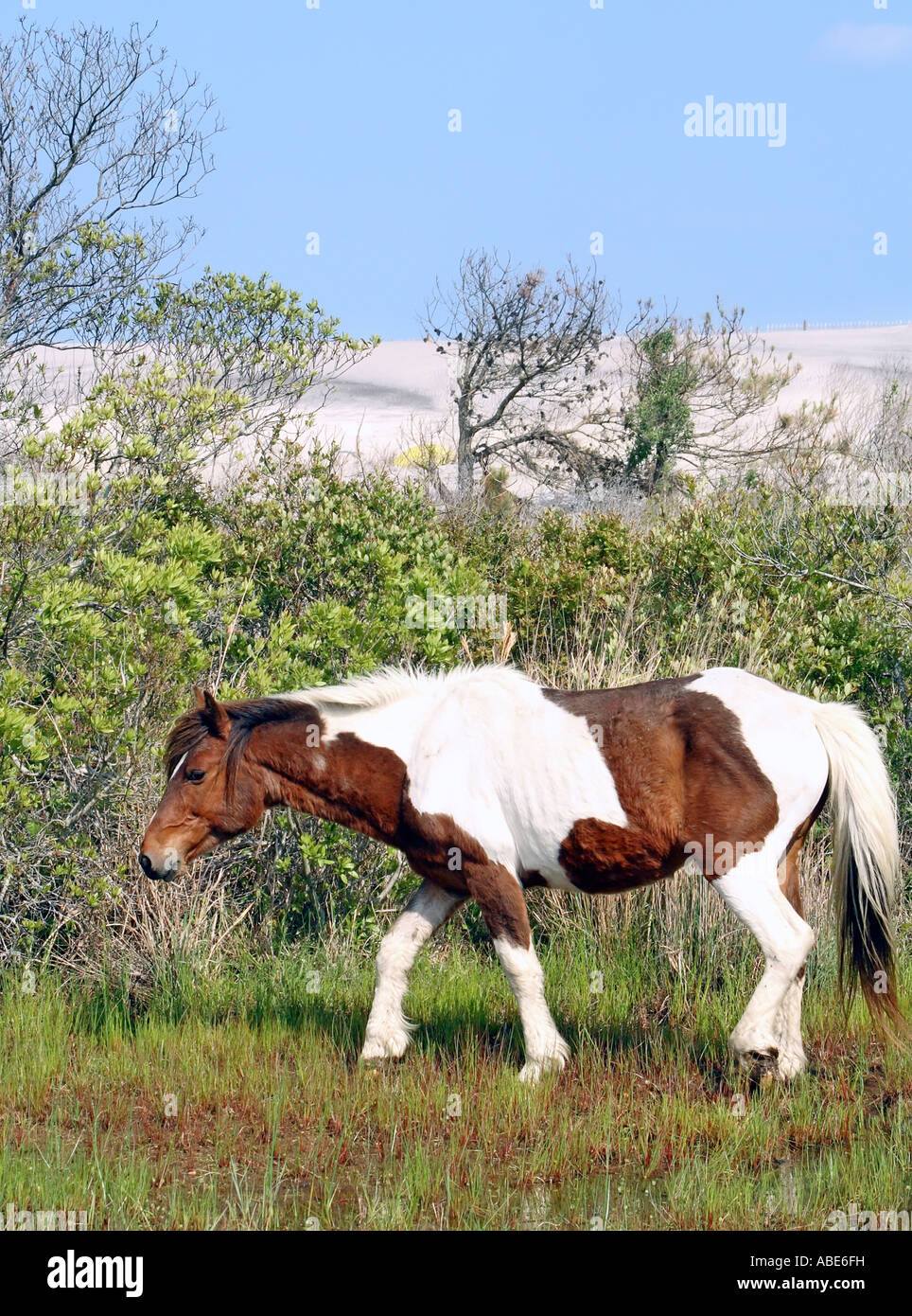 Wildes Pony (Equus Caballus) an Assateague Island National Seashore, Maryland Stockfoto