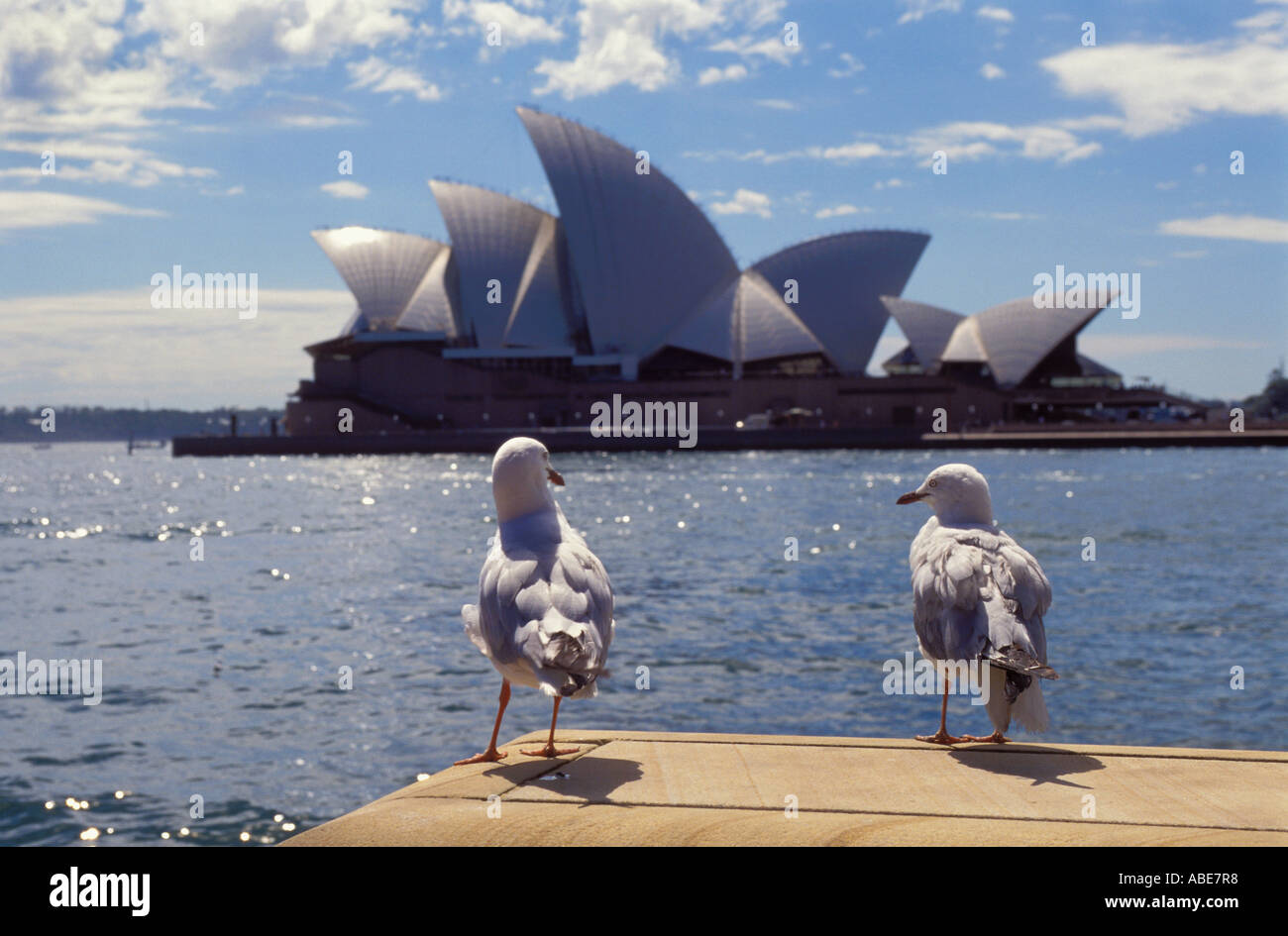 Möwen über Australien Sydney Opera House Stockfoto