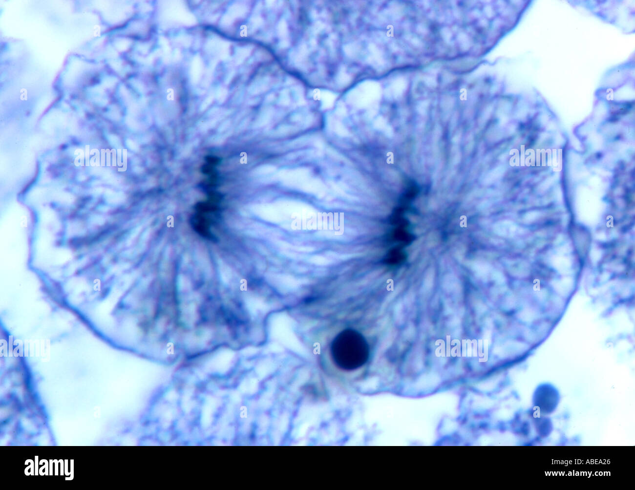 Mitose-Abschnitt der Felchen Embryo Ende Anaphase Stained Hellfeld Stockfoto