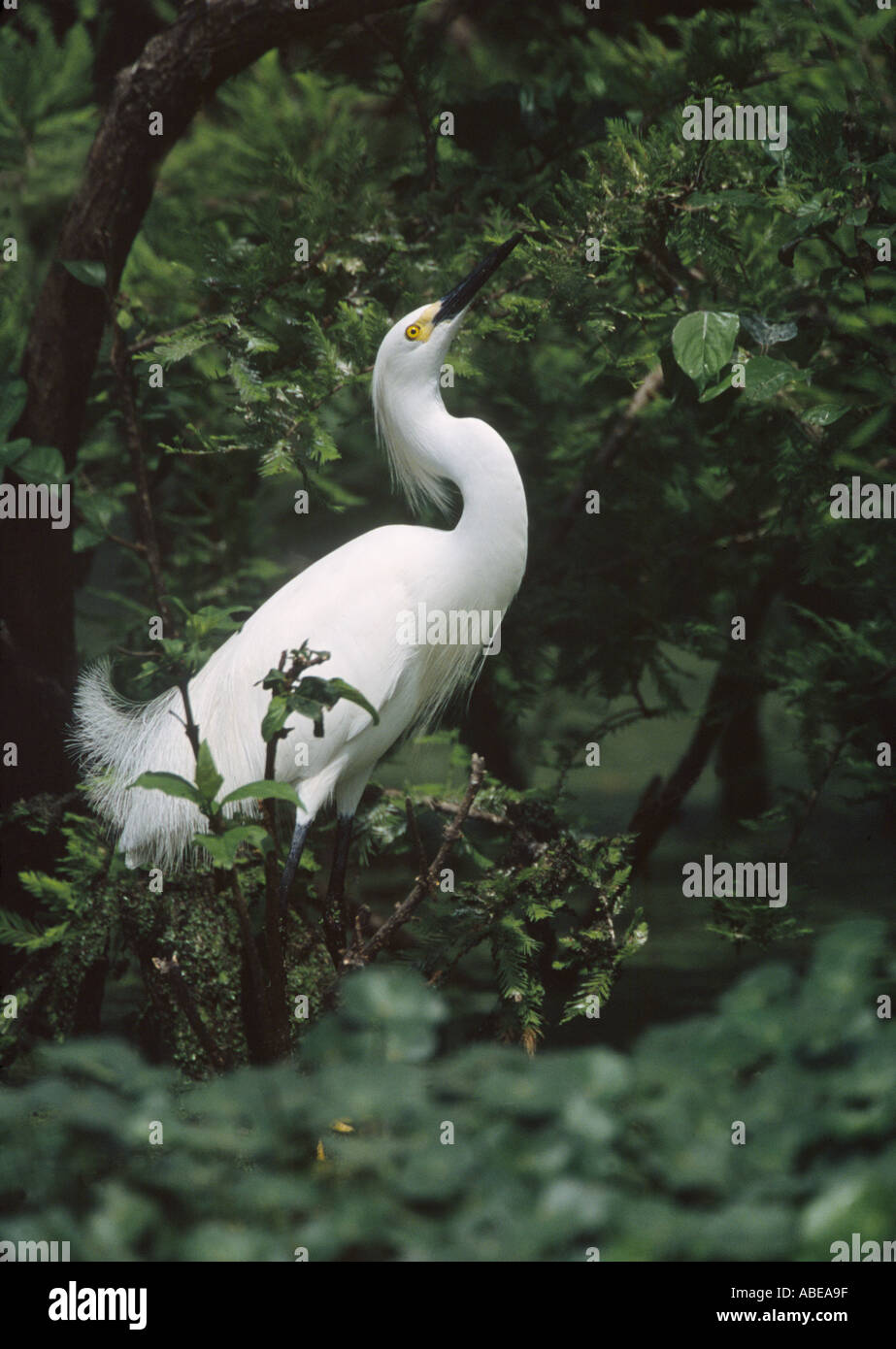 Ein Weißer Reiher sucht hält sich an ein Nest zu bauen. Stockfoto