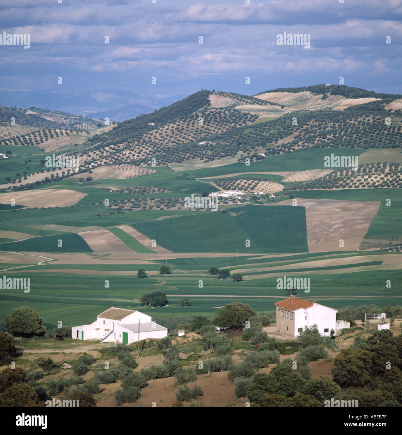 Häuser, die sanften Frühling Ackerland und Hügeln mit Olivenhainen in Andalusien Spanien Stockfoto