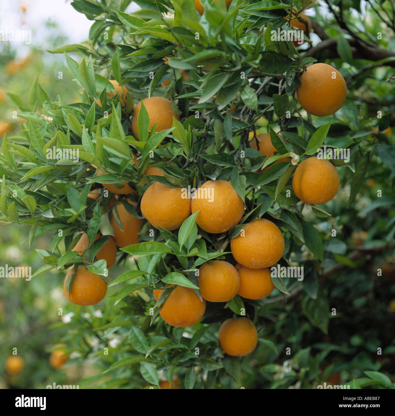 Reifer Orangen Citrus Spp auf dem Baum in der Nähe von Valencia, Spanien Stockfoto