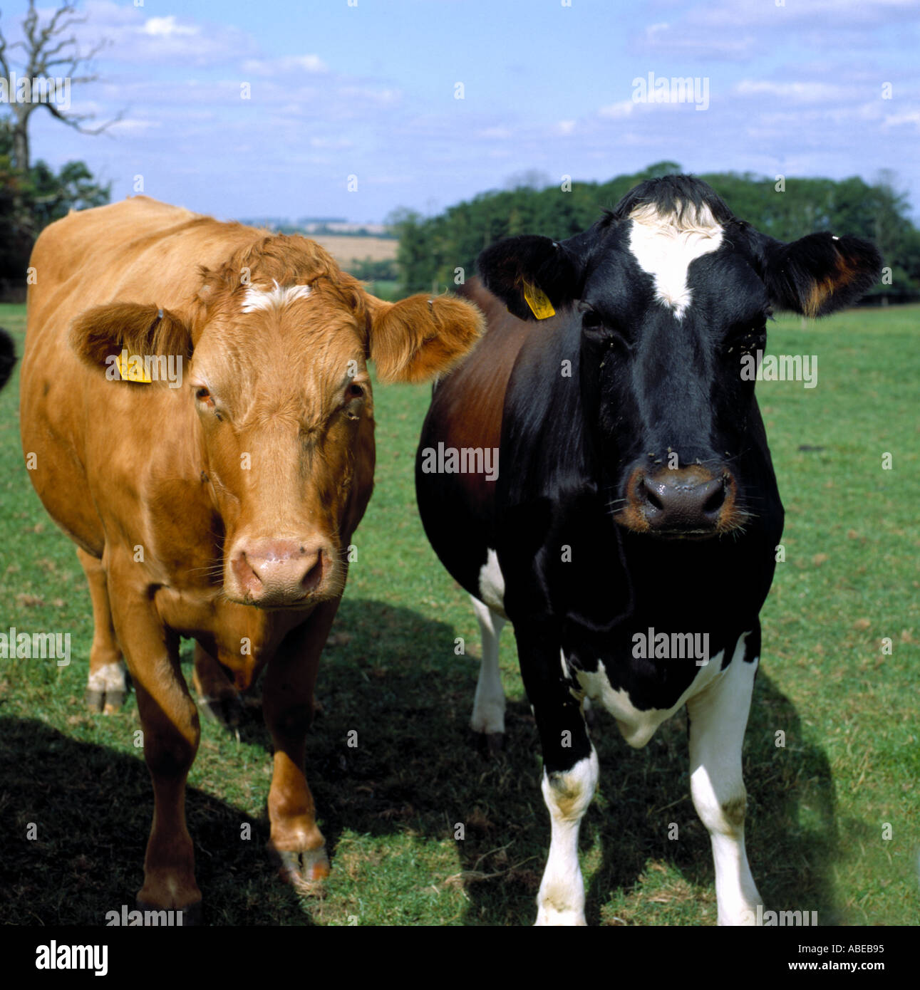 Zwei Kühe in einer BSE-Rinderwahnsinn Zucht experiment Stockfoto