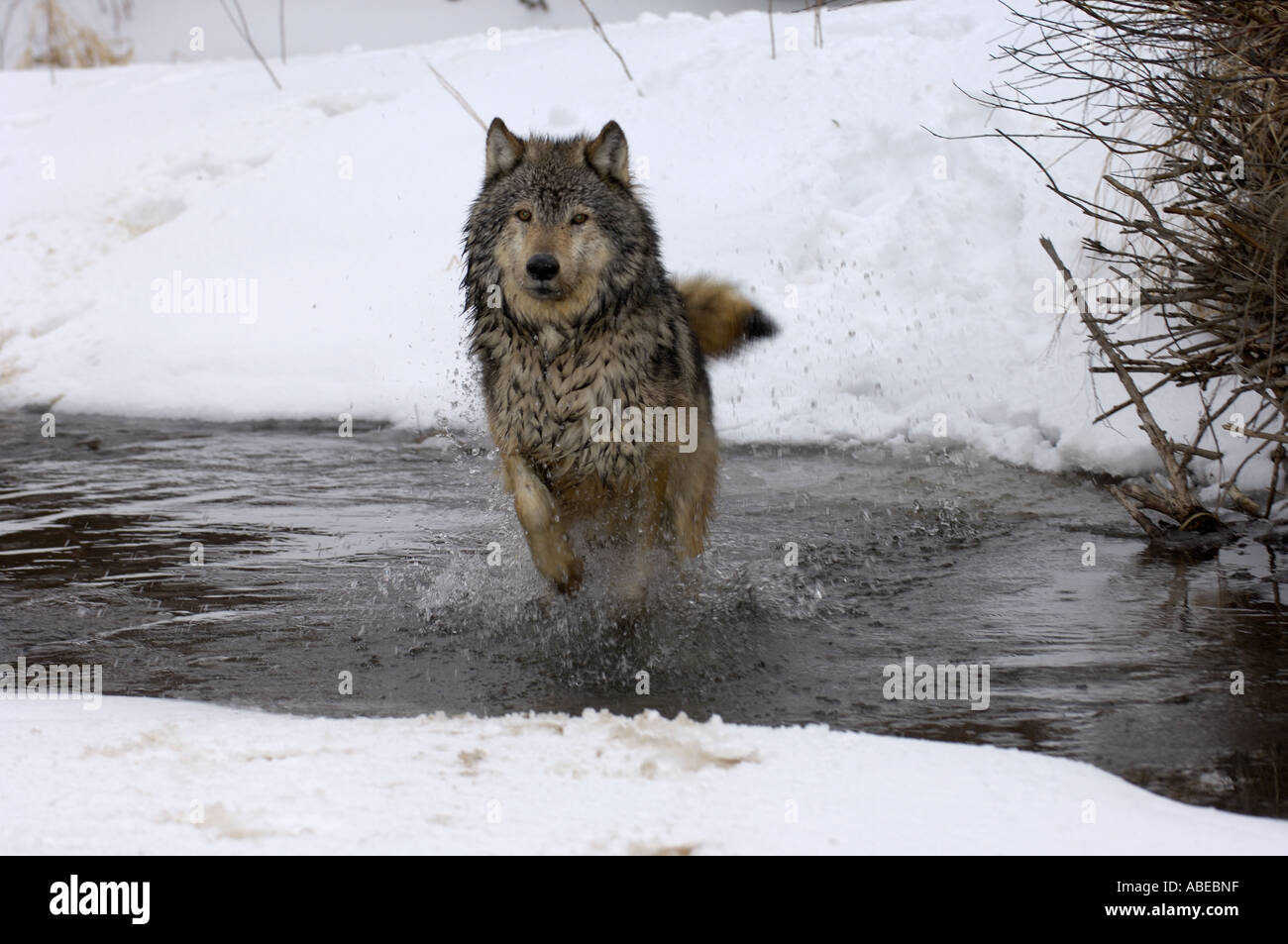 Nordamerikanischen Timber Wolf Canis Lupus läuft durch Stream im Winter Montana USA Stockfoto