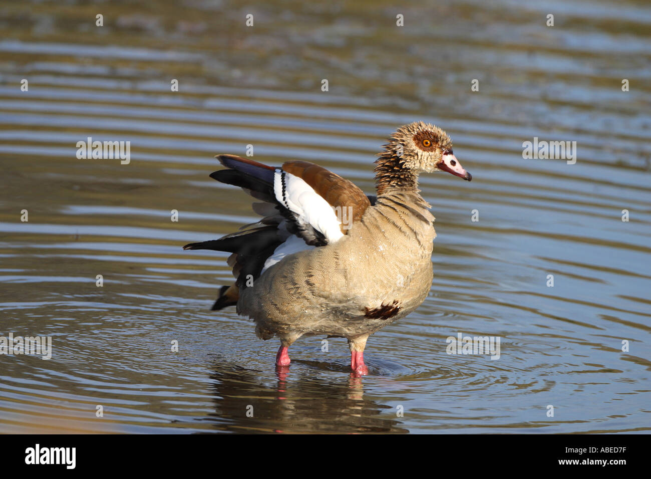 Nilgans Flügel ausbreitet Stockfoto