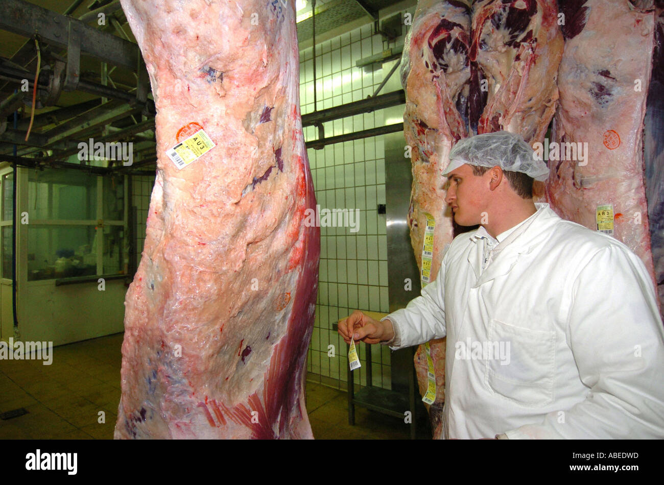 Im Schlachthof - Klassifizierung der Rinder Stockfoto