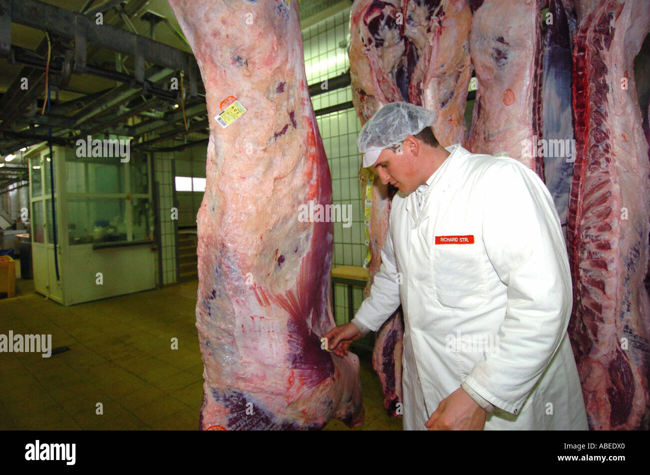 Rinder, die Verarbeitung im Schlachthof Stockfoto