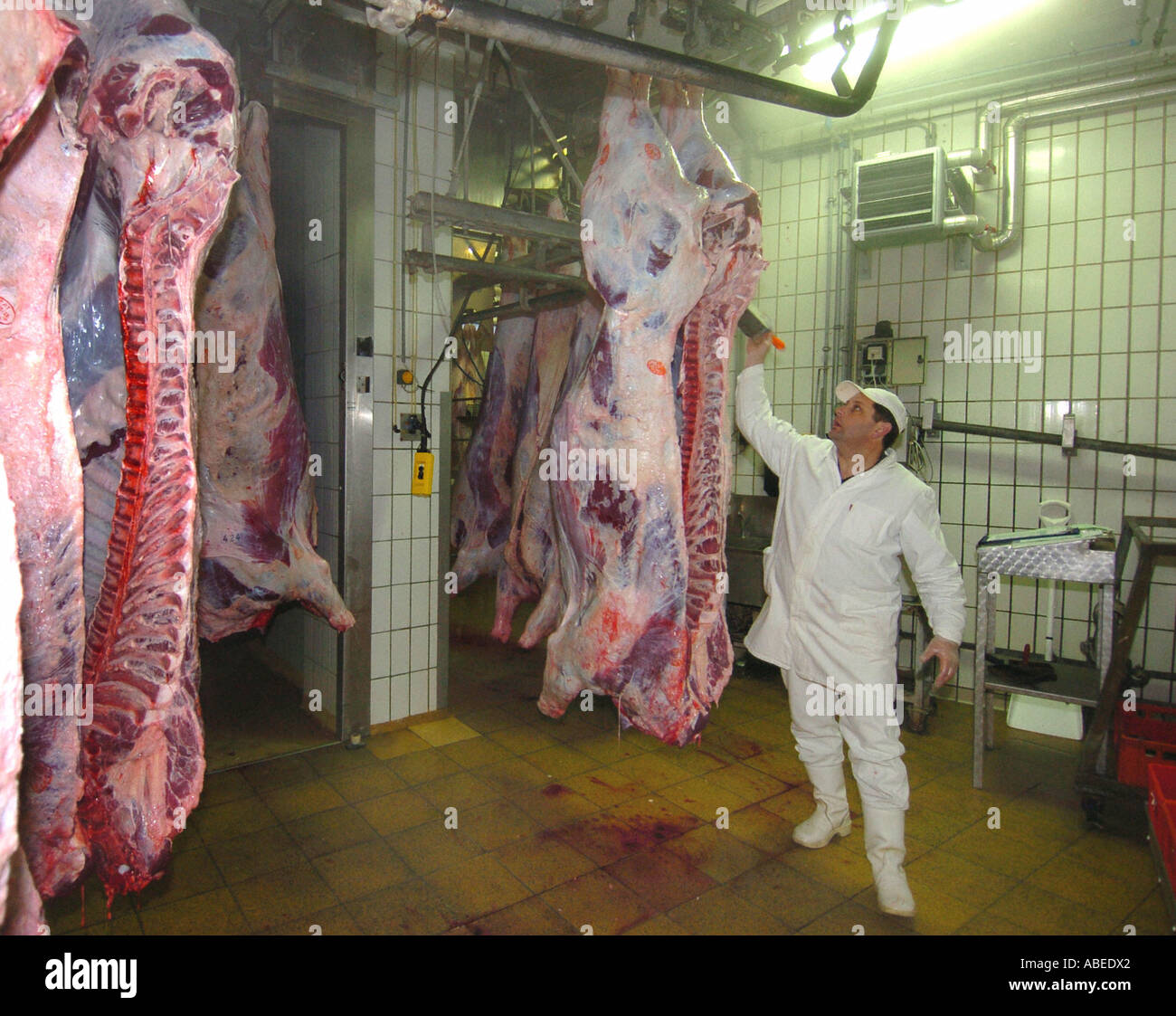 Im Schlachthof - Klassifizierung der Rinder Stockfoto