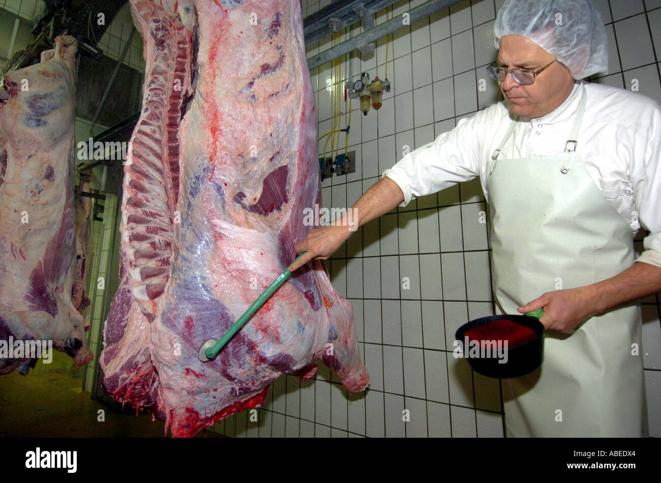 Rinder, die Verarbeitung im Schlachthof - Test Charakter werden angewendet Stockfoto