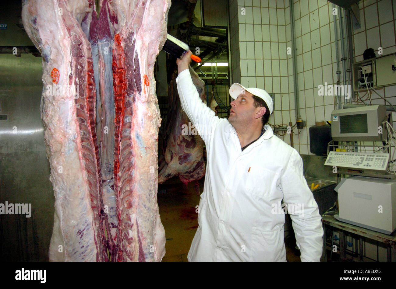 Im Schlachthof - Klassifizierung der Rinder Stockfoto