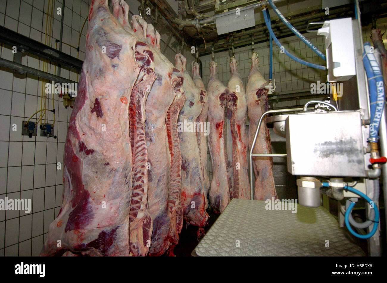 Rinder, die Verarbeitung im Schlachthof Stockfoto