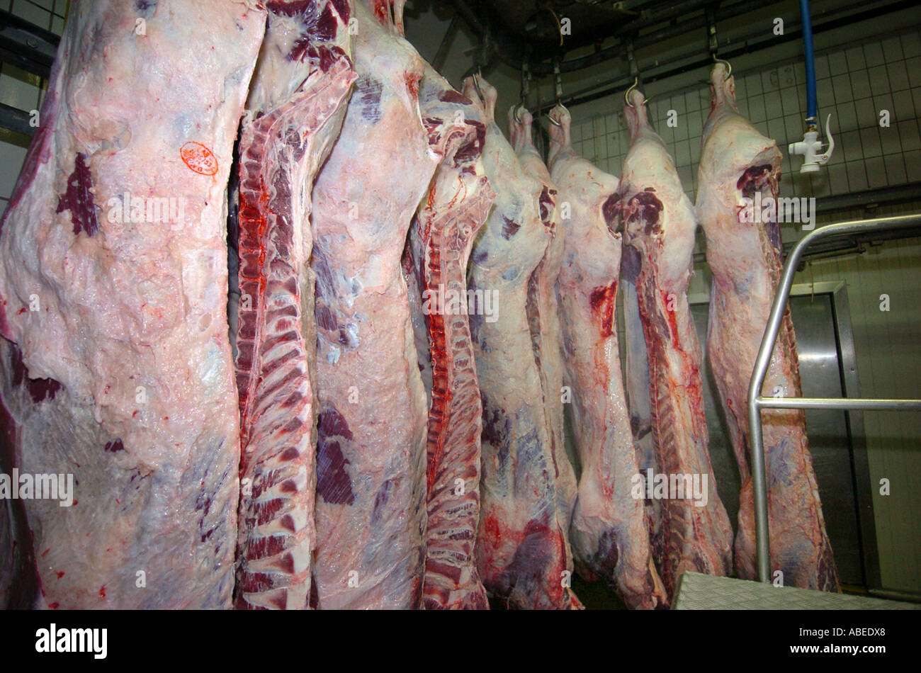 Rinder, die Verarbeitung im Schlachthof Stockfoto