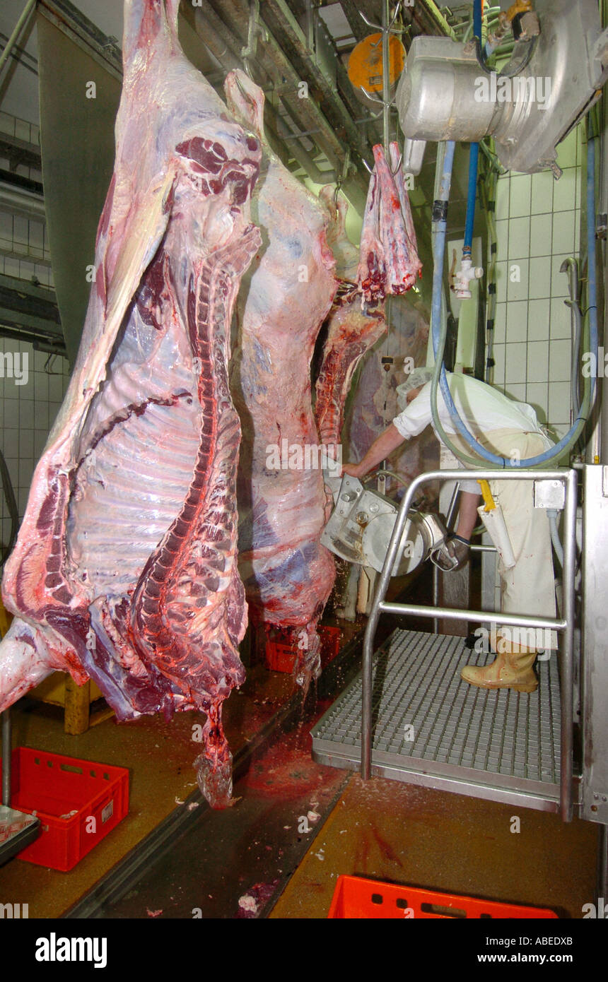 Rinder, die Verarbeitung im Schlachthof Stockfoto