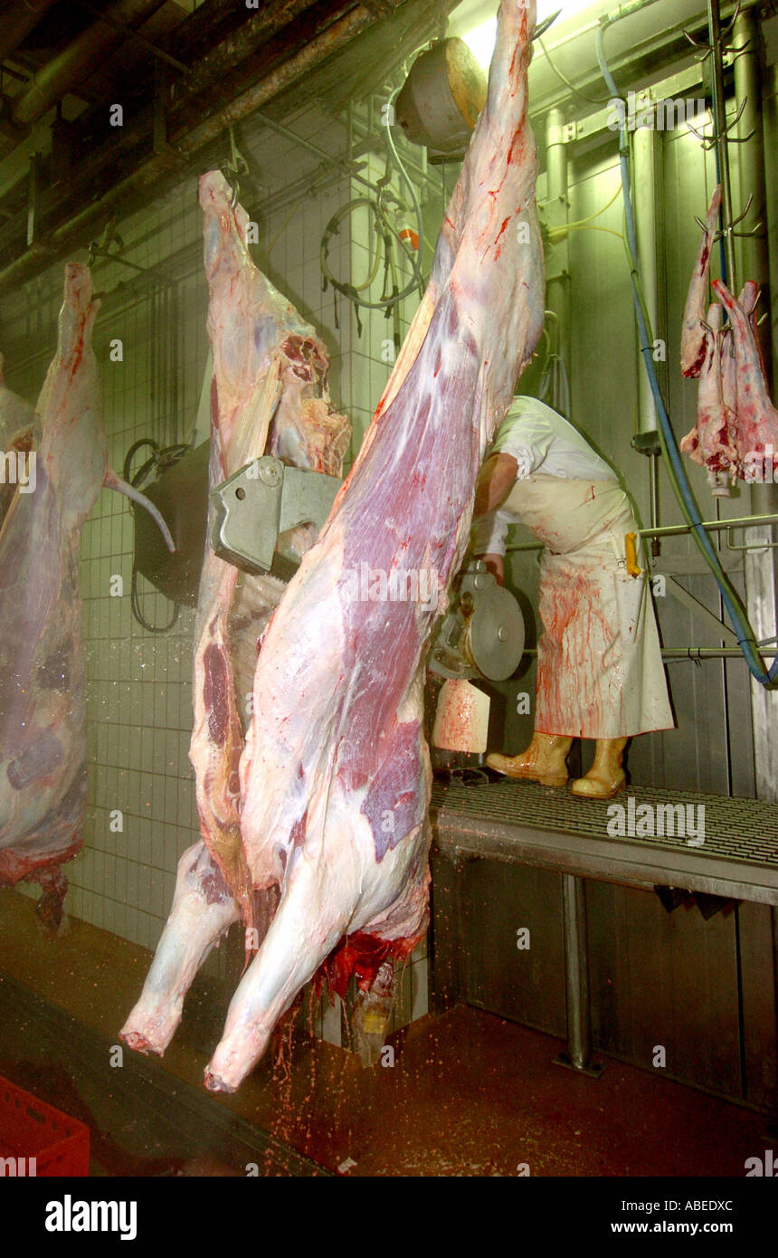 Rinder, die Verarbeitung im Schlachthof Stockfoto