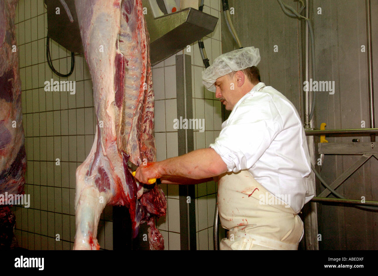 Rinder, die Verarbeitung im Schlachthof Stockfoto