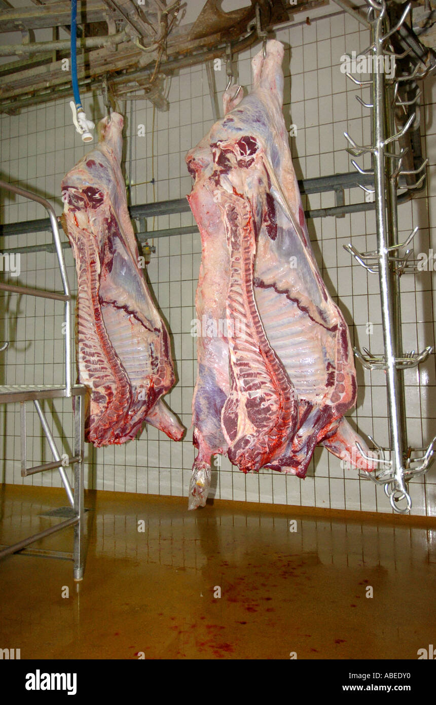 Rinder, die Verarbeitung im Schlachthof Stockfoto