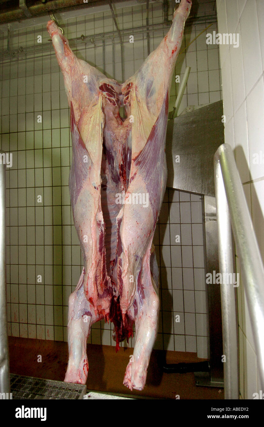 Rinder, die Verarbeitung im Schlachthof Stockfoto