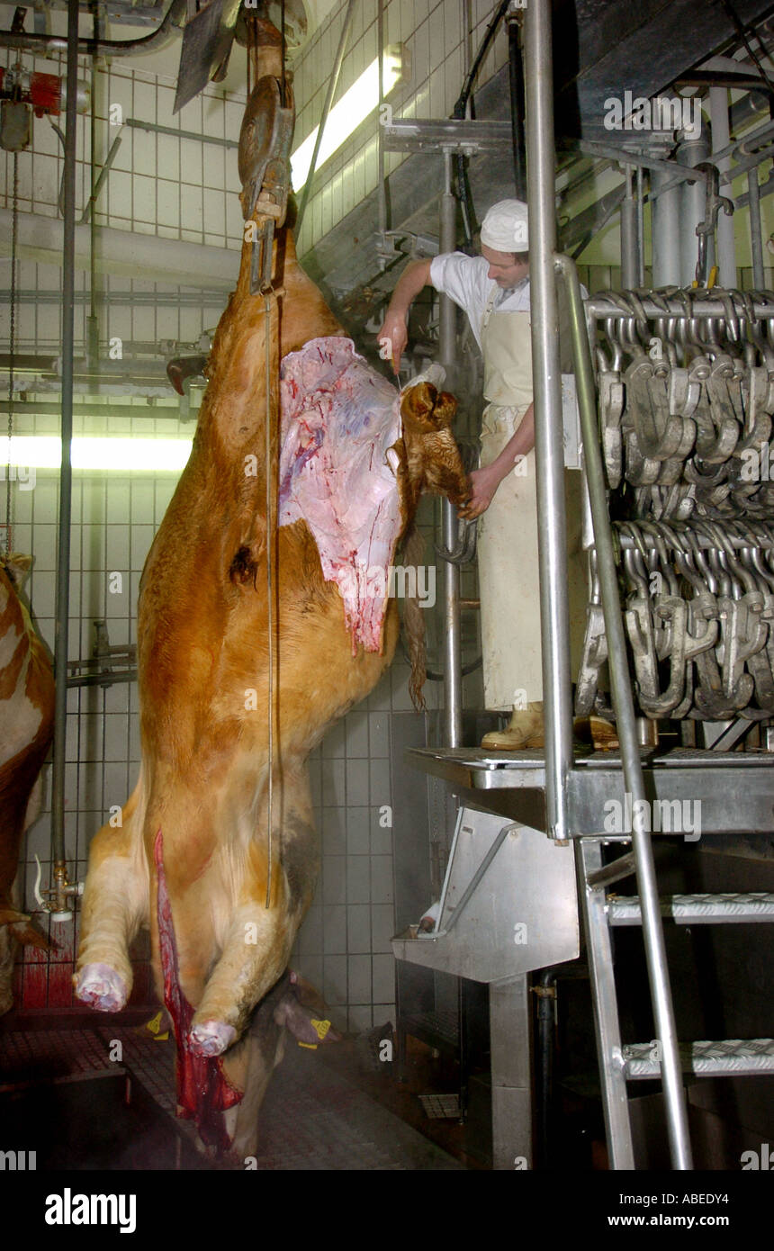 Rinder, die Verarbeitung im Schlachthof Stockfoto