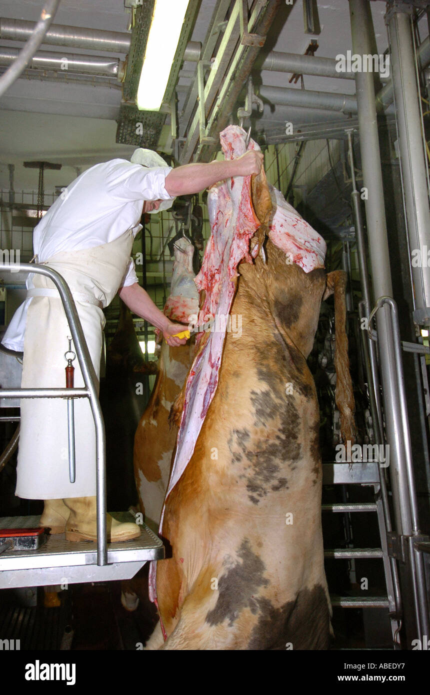 Rinder, die Verarbeitung im Schlachthof Stockfoto