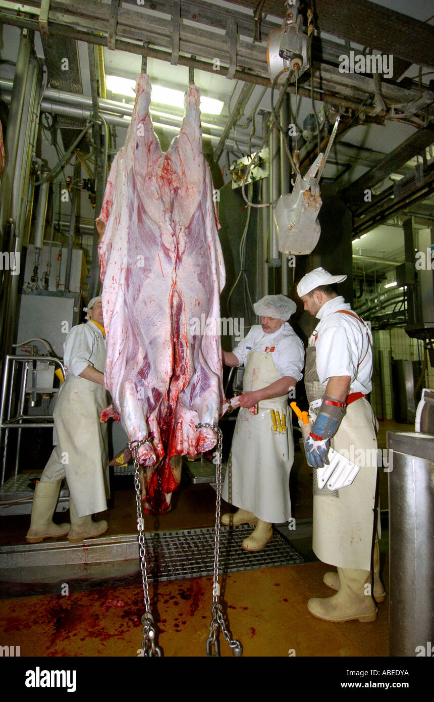 Rinder, die Verarbeitung im Schlachthof Stockfoto