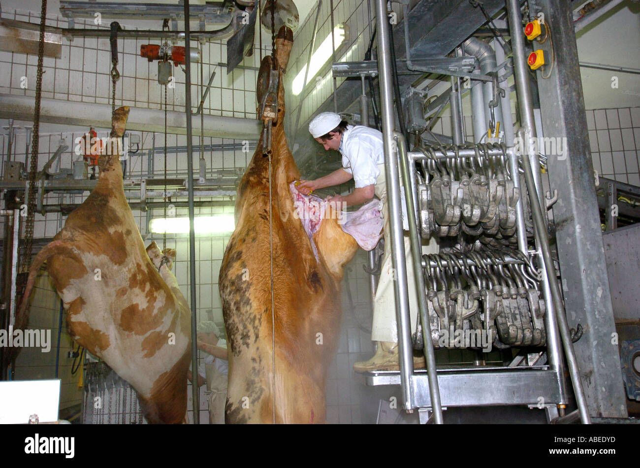 Rinder, die Verarbeitung im Schlachthof Stockfoto
