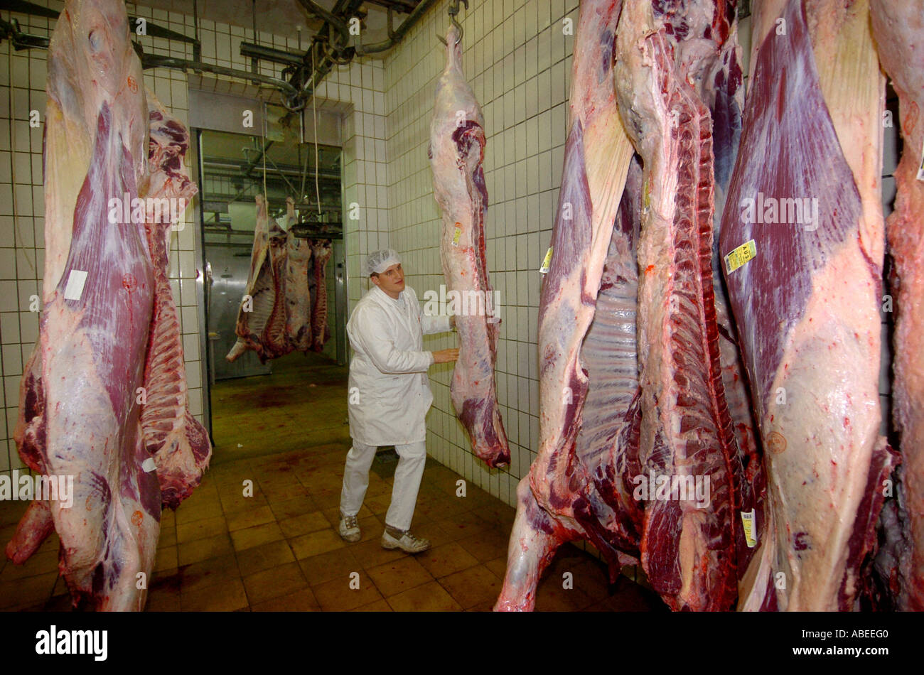Rinder, die Verarbeitung im Schlachthof Stockfoto