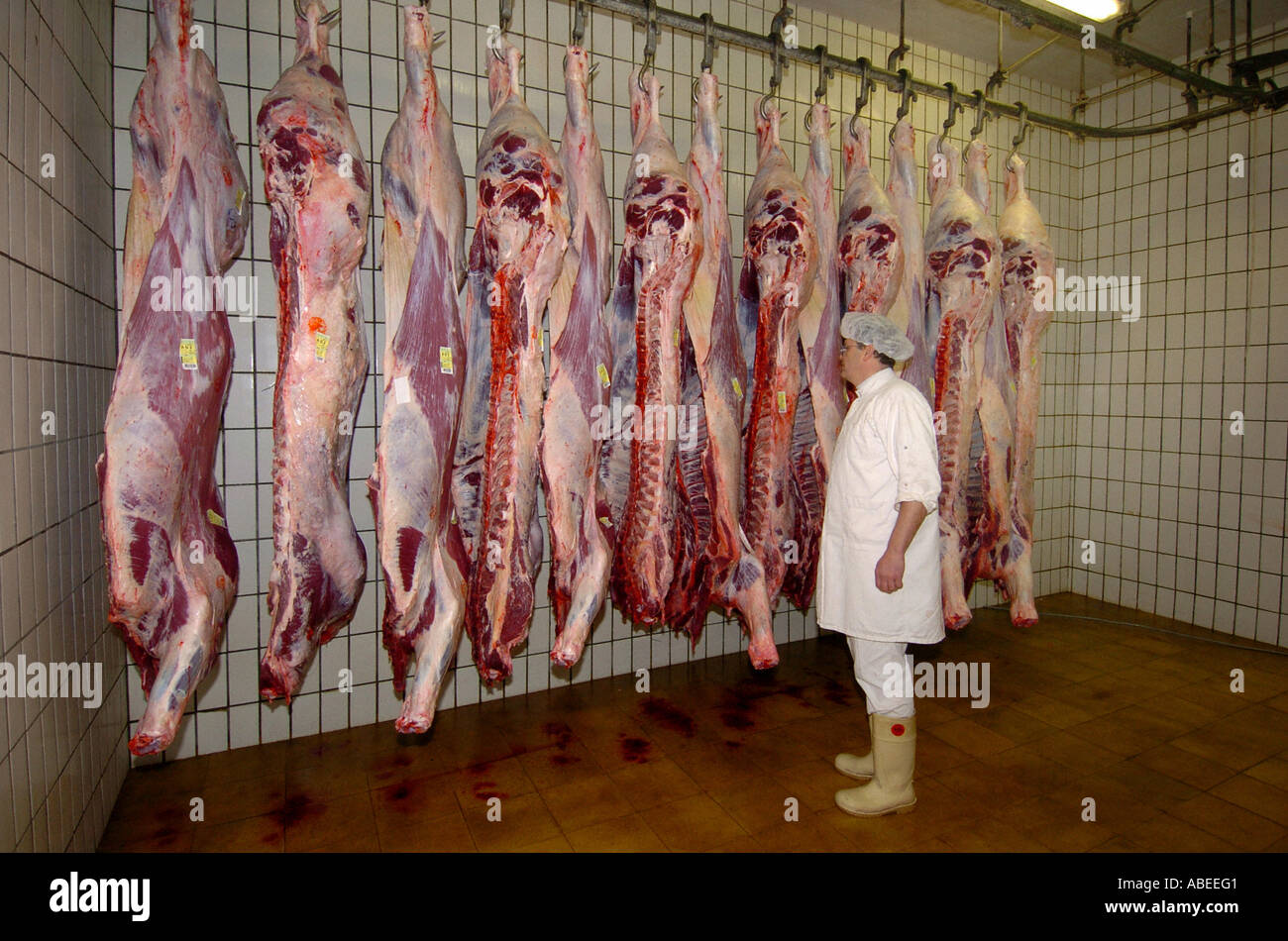 Rinder, die Verarbeitung im Schlachthof Stockfoto