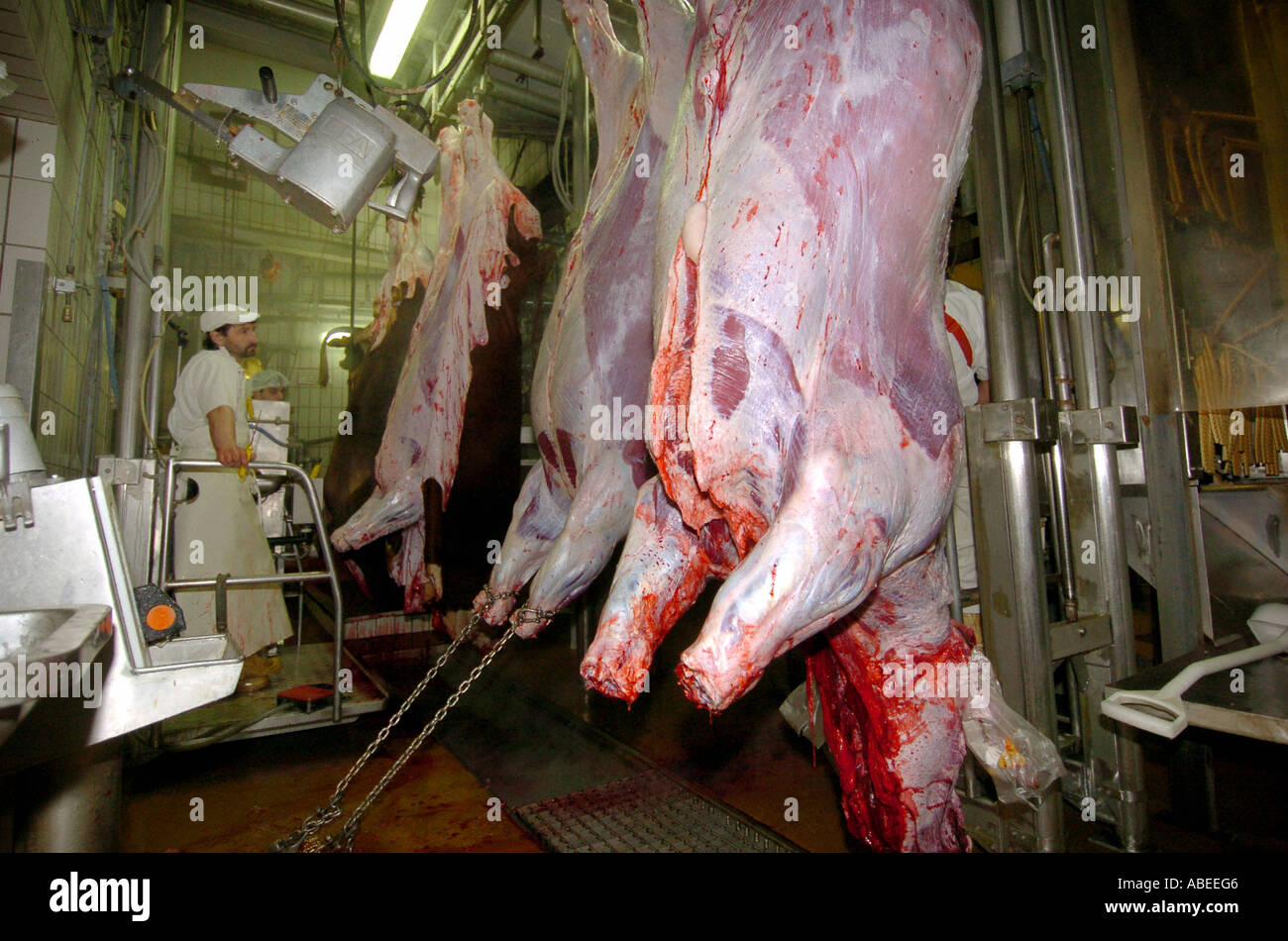 Rinder, die Verarbeitung im Schlachthof Stockfoto