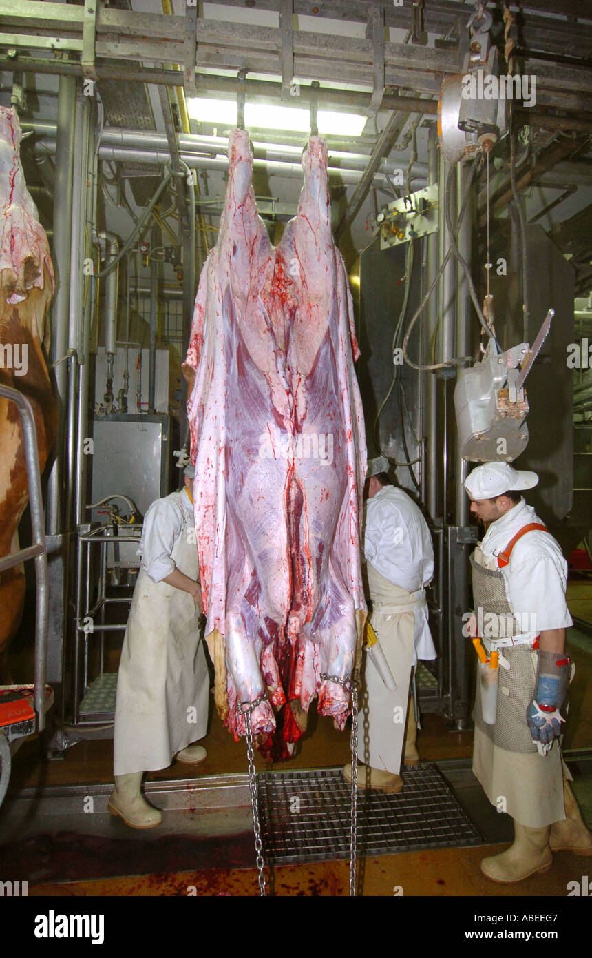 Rinder, die Verarbeitung im Schlachthof Stockfoto