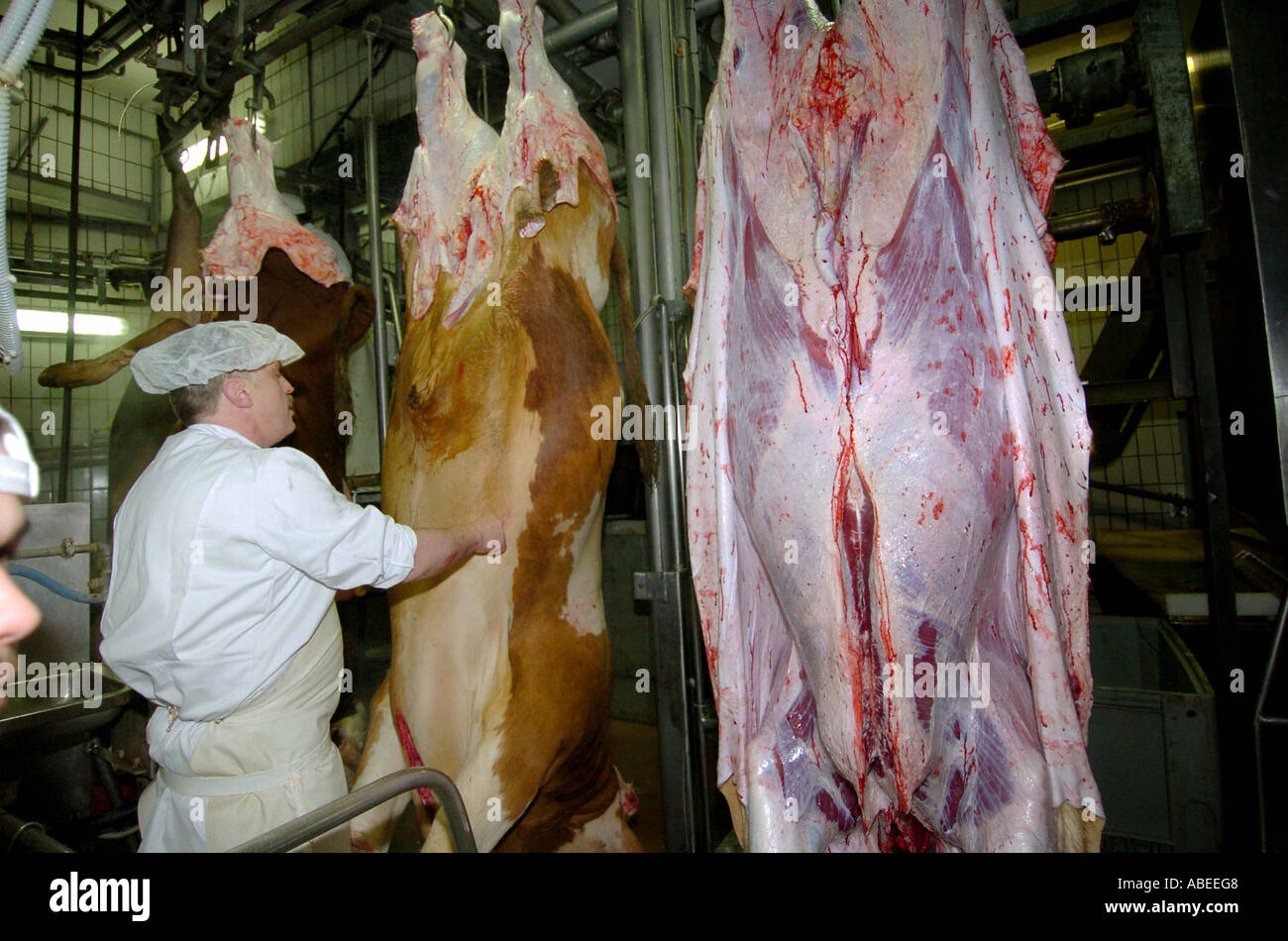Rinder, die Verarbeitung im Schlachthof Stockfoto