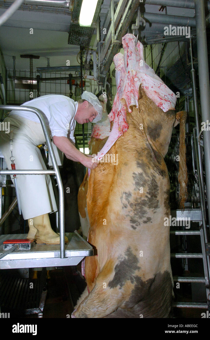 Rinder, die Verarbeitung Stockfoto