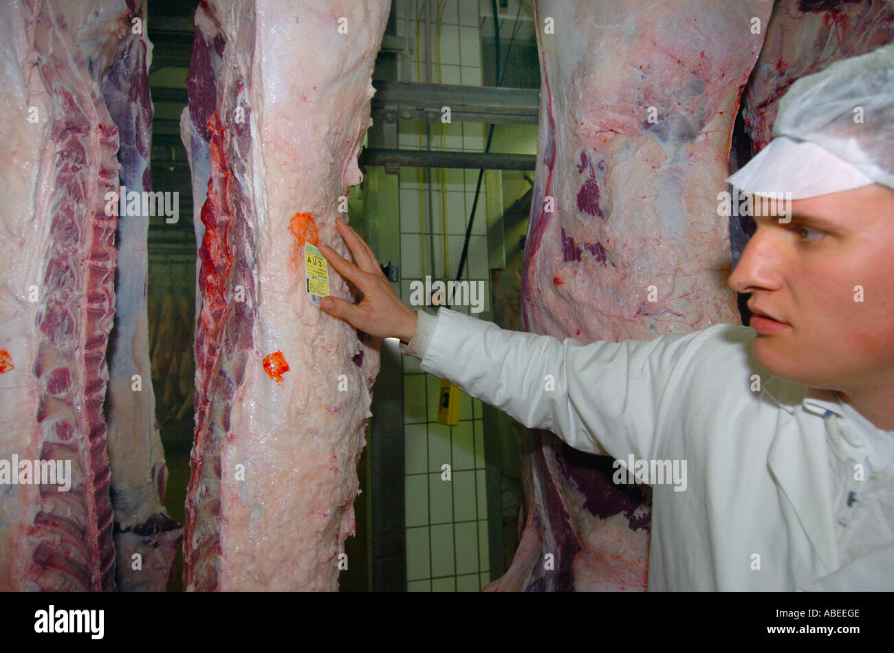Kennzeichnung von Rindfleisch Stockfoto