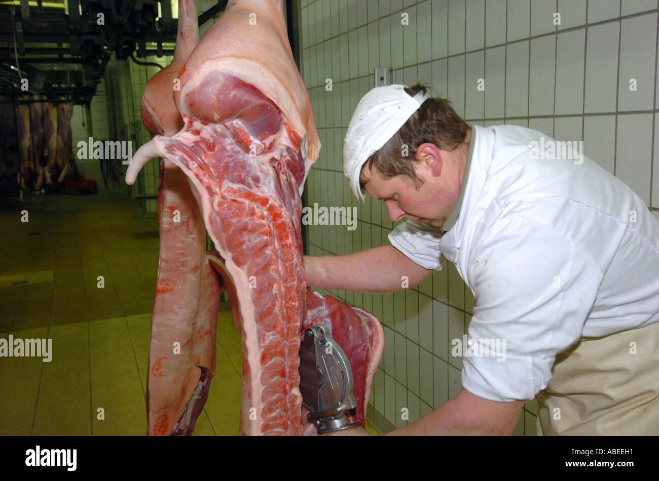 Schwein, die Verarbeitung im Schlachthof Stockfoto