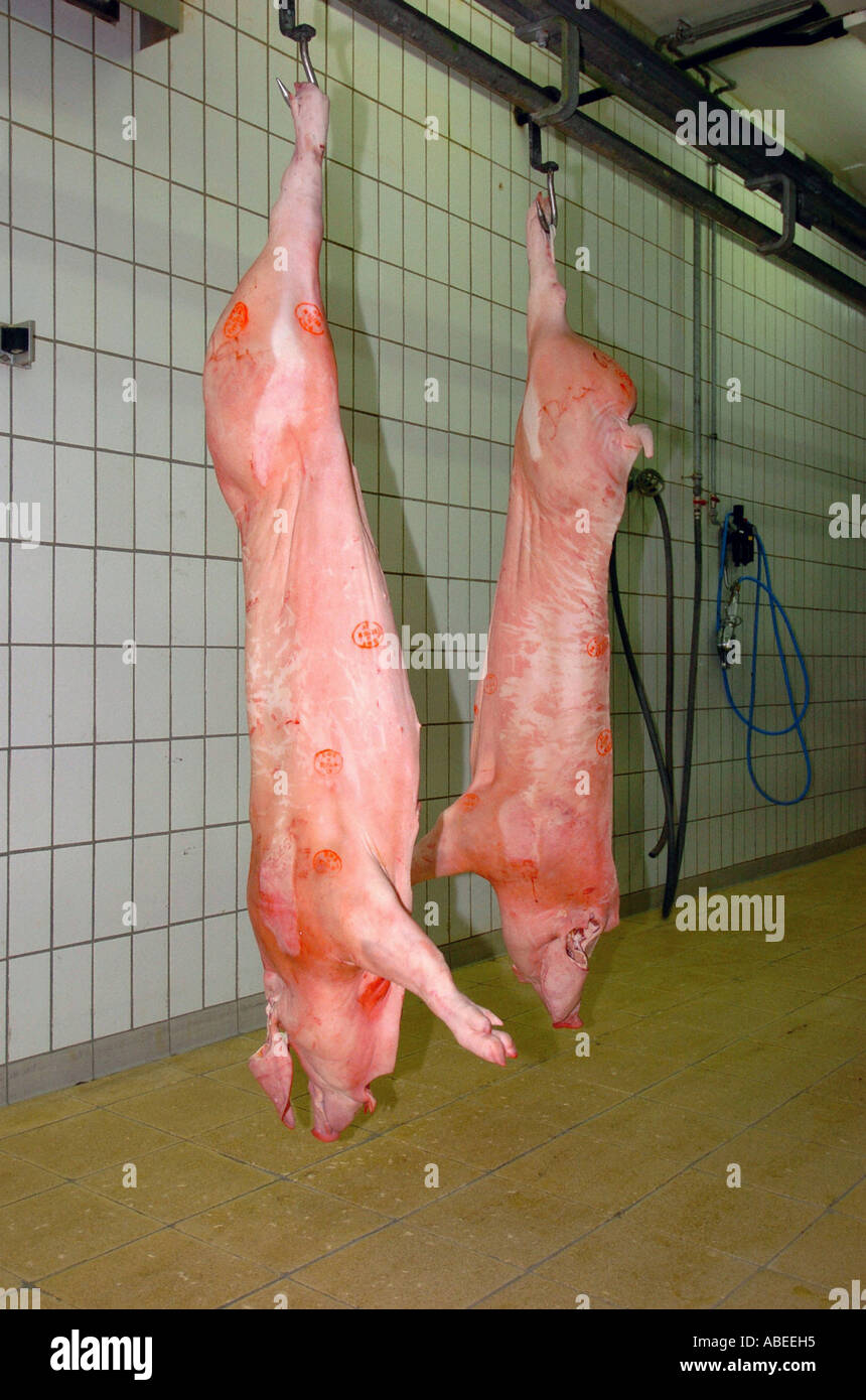 Schwein, die Verarbeitung im Schlachthof Stockfoto