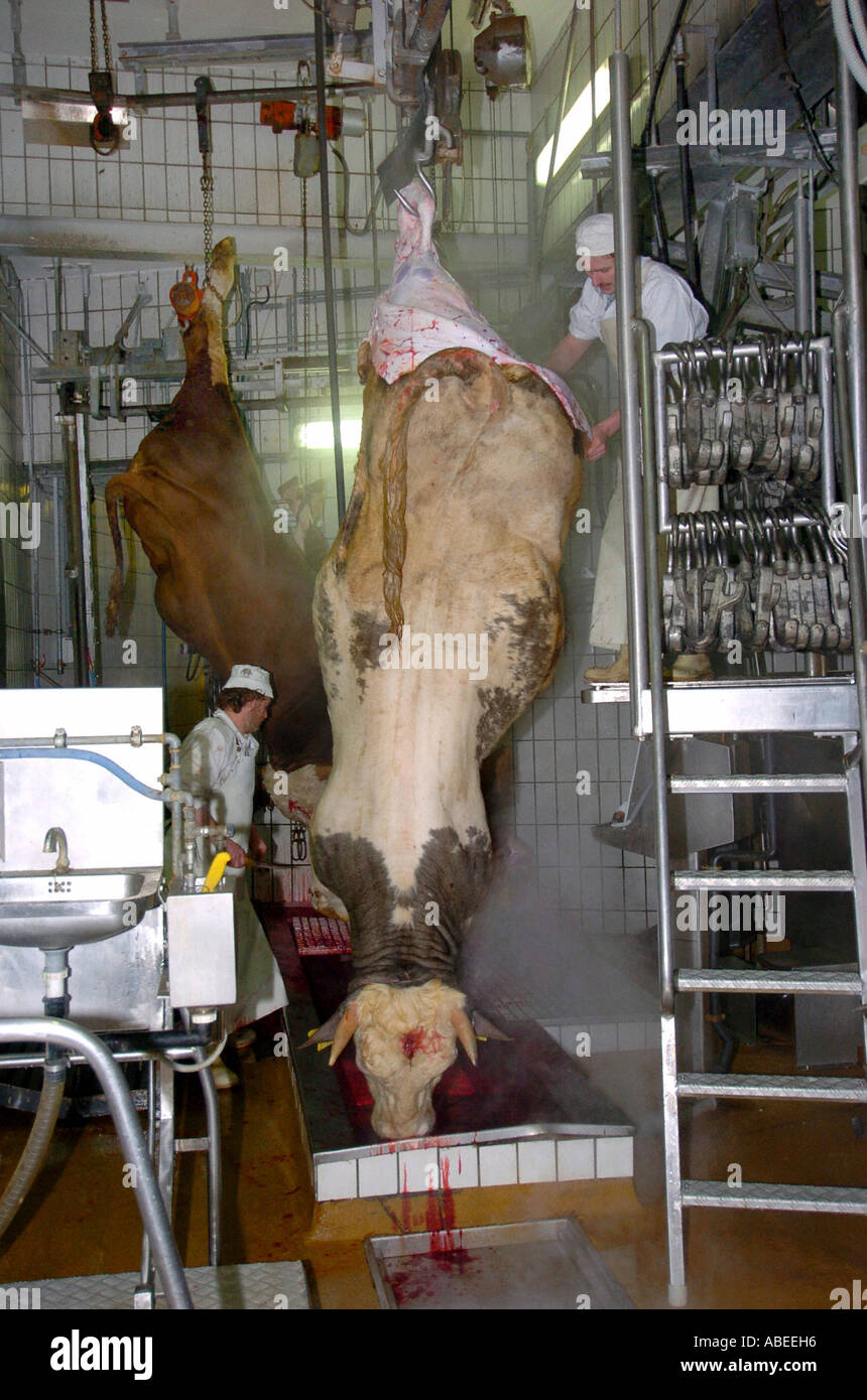 Rinder, die Verarbeitung Stockfoto