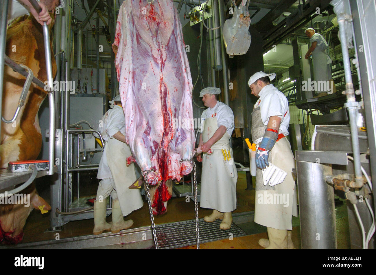 Rinder, die Verarbeitung Stockfoto