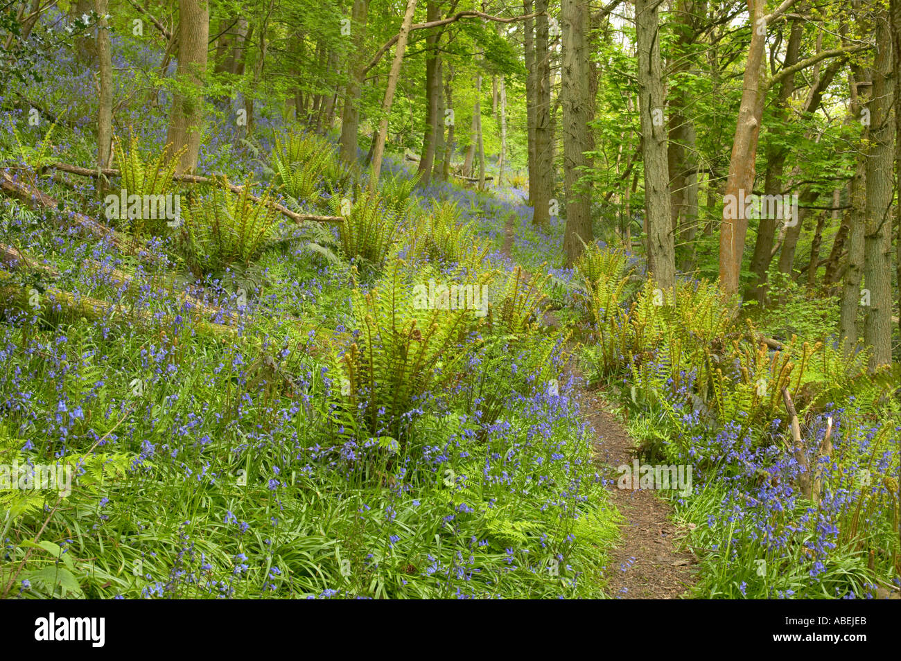 Weg durch alte Eichenwälder mit König Farn Aughton Holz Lancashire mit Glockenblumen Stockfoto