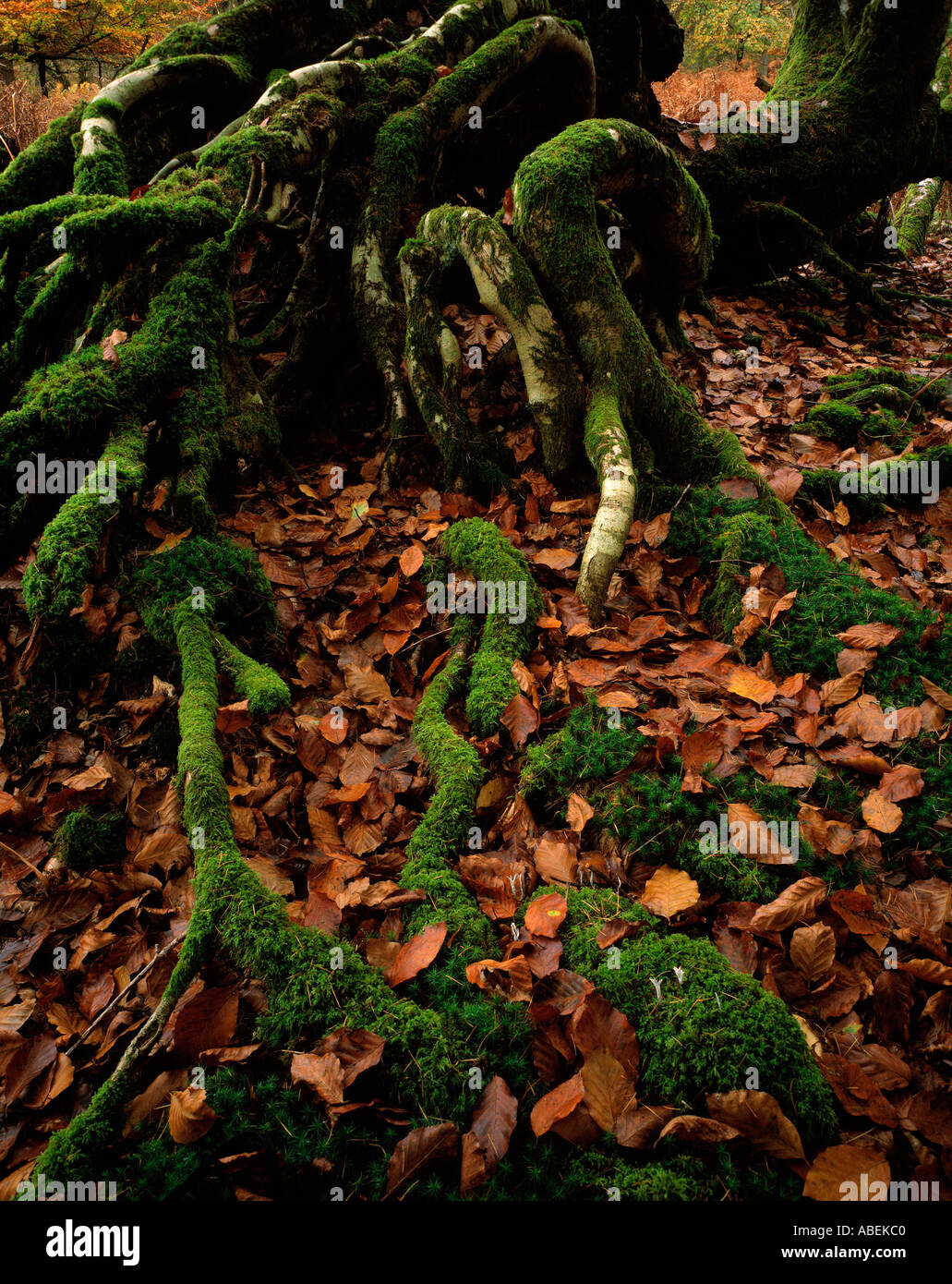Moos bedeckt Wurzeln im Herbst neue Forsest Hampshire uk Stockfoto