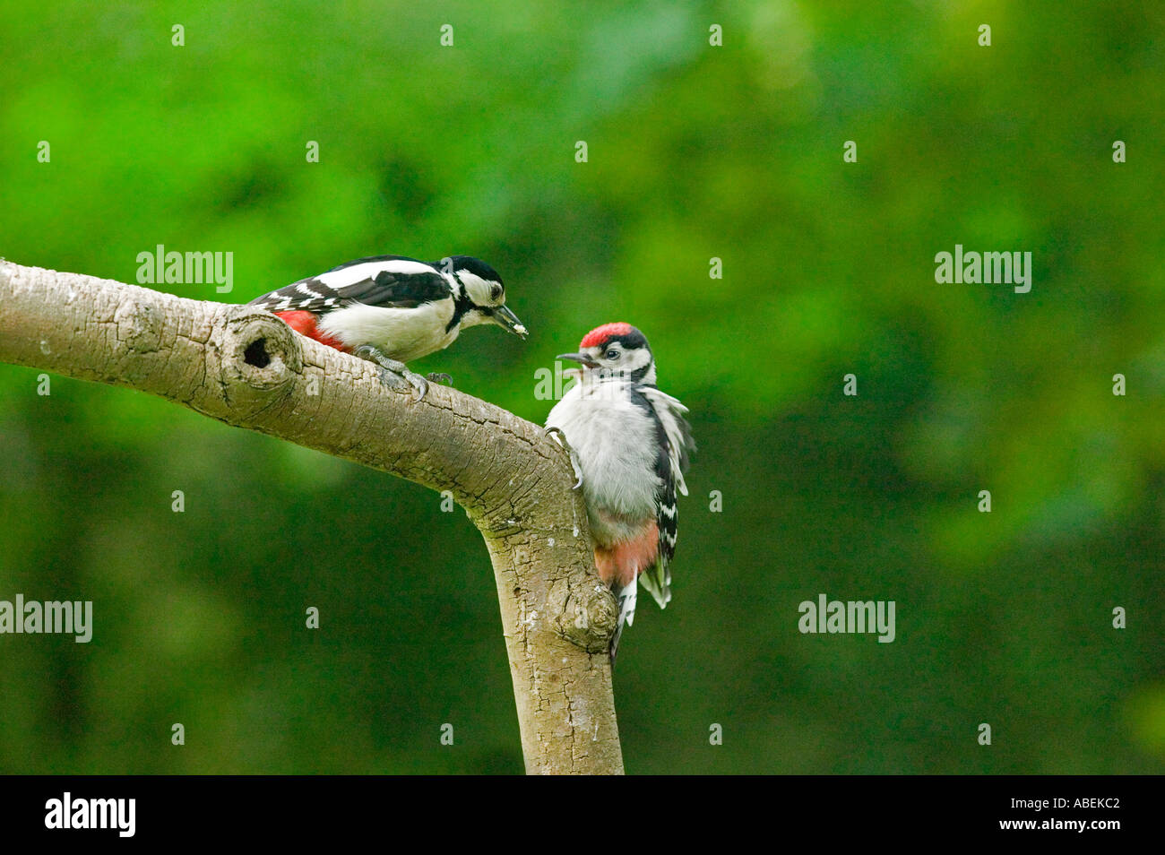 Großen entdeckt Fütterung junger Dendrocopos große Specht. Natural History. Tierwelt. Stockfoto