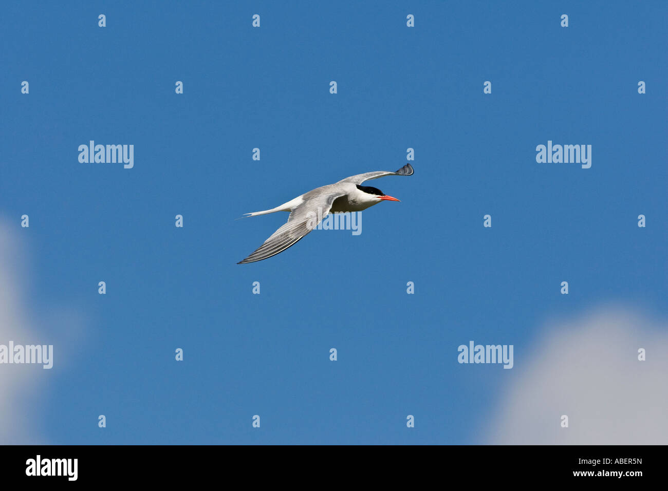 Gemeinsamen Tern Sterna Hirundo im Flug mit schönen blauen Himmel Priory Park Bedford Stockfoto