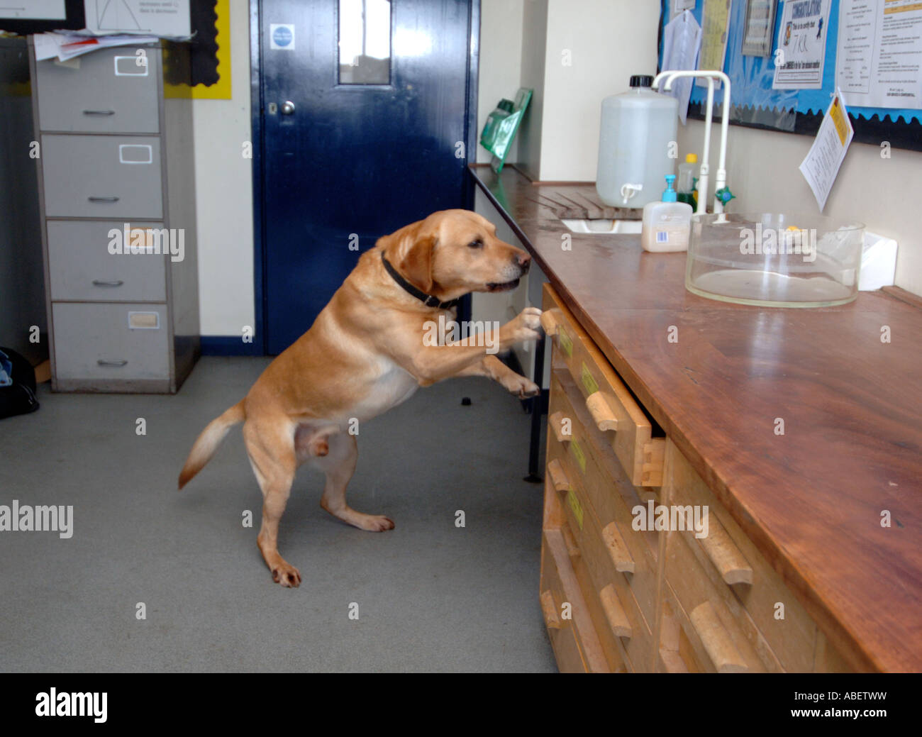 Polizei-Spürhund bei der Arbeit Stockfoto