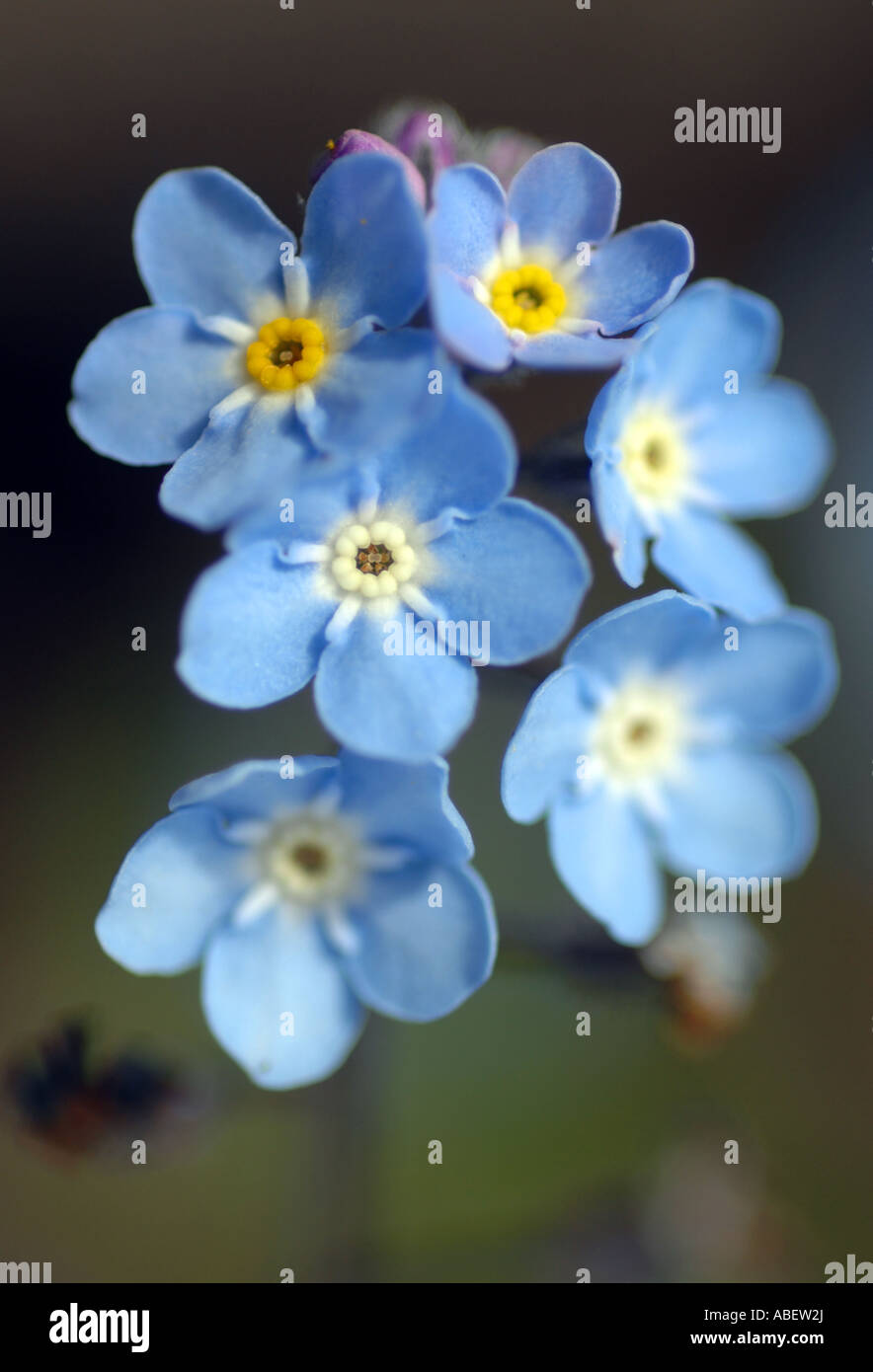 Vergessen Sie mich nicht Blumen, Boraginaceae, Borretsch, Vergißmeinnicht  Blume Stockfotografie - Alamy