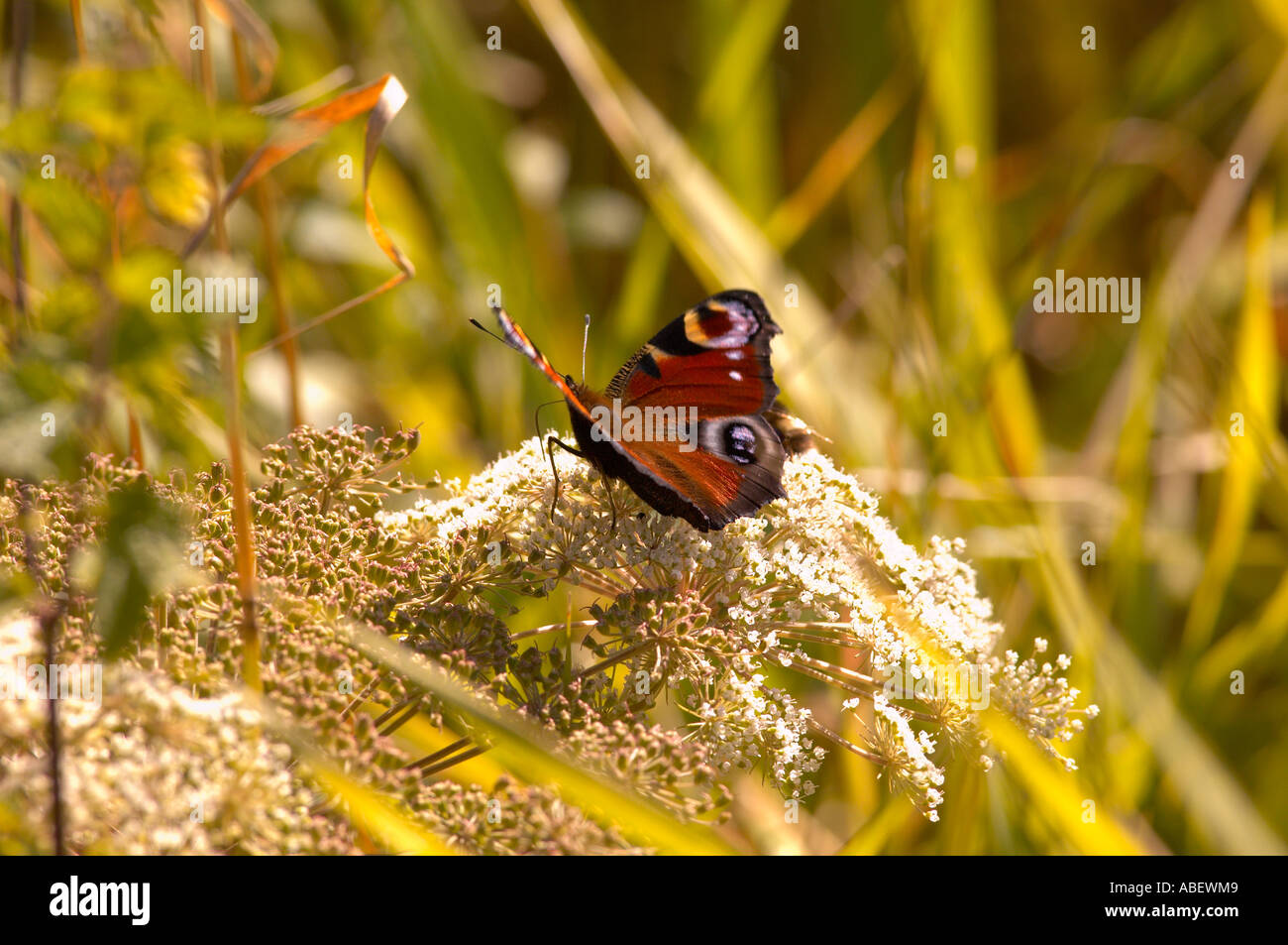 Tagpfauenauge (Inachis io) Hedge - Petersilie (Torili japonica) Stockfoto