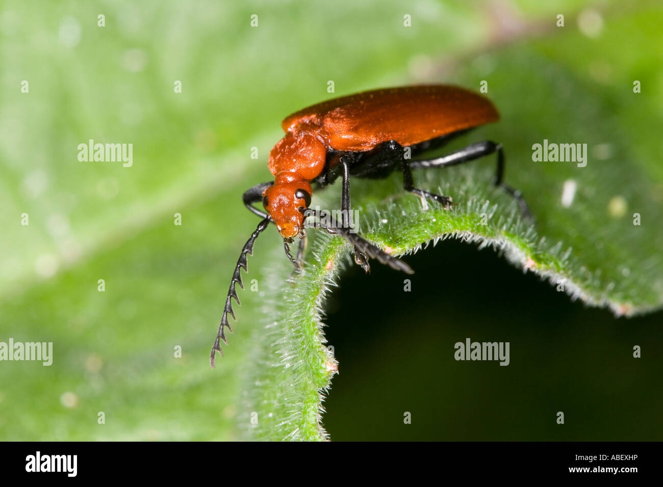Kardinal-Käfer auf einem Blatt Stockfoto