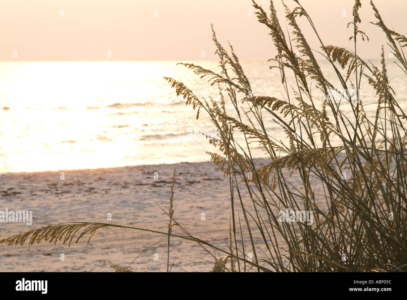 Sehafer bei Sonnenuntergang am Ozean s St. Joseph Peninsula State Park FL Stockfoto