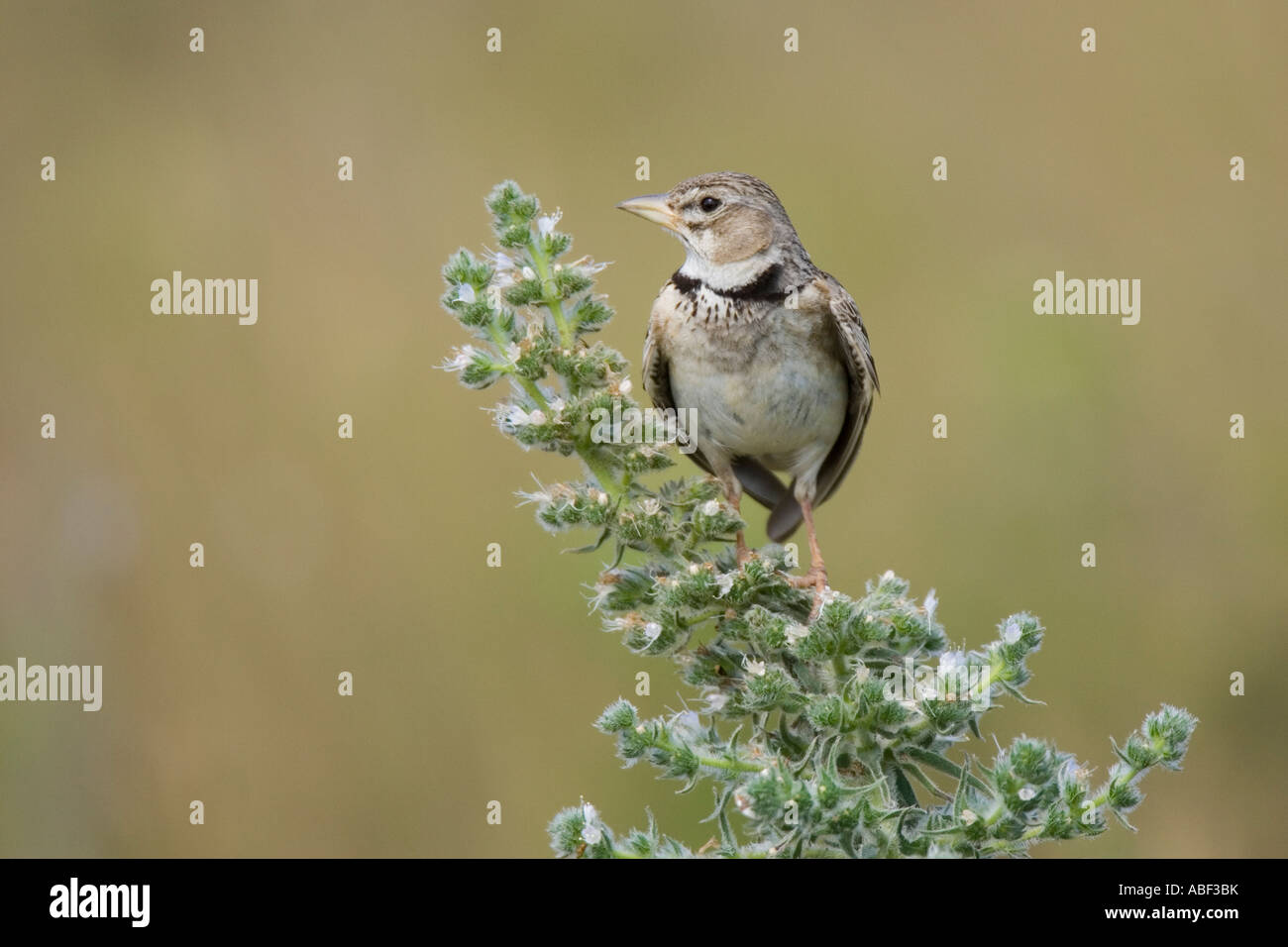 Erwachsenen Calandra Lerche thront auf Blume Stockfoto