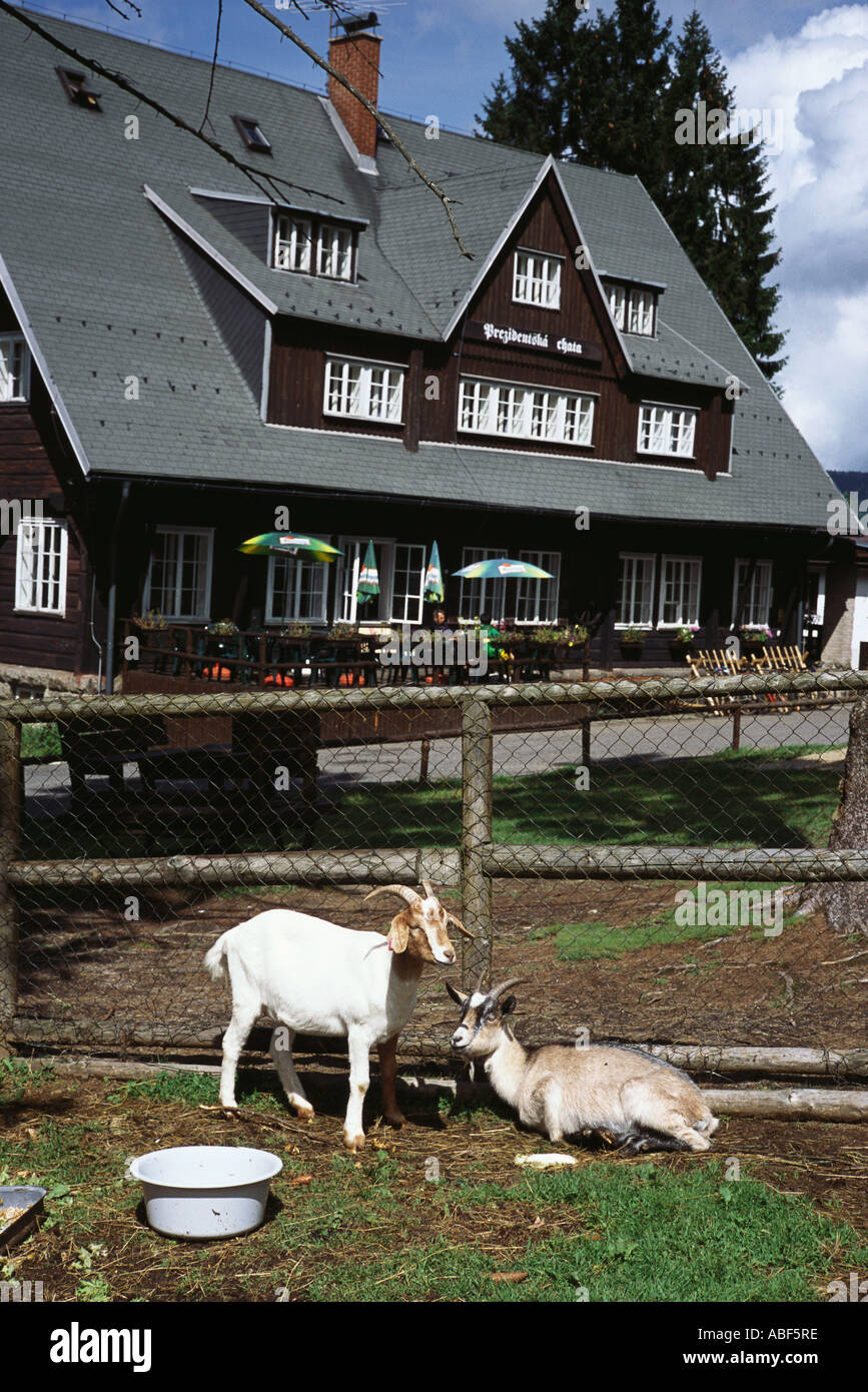 Zwei Ziegen auf Prezidentska Chata Nr Bedrichov Strecken Hory Tschechische Republik Berge Europa eu Stockfoto