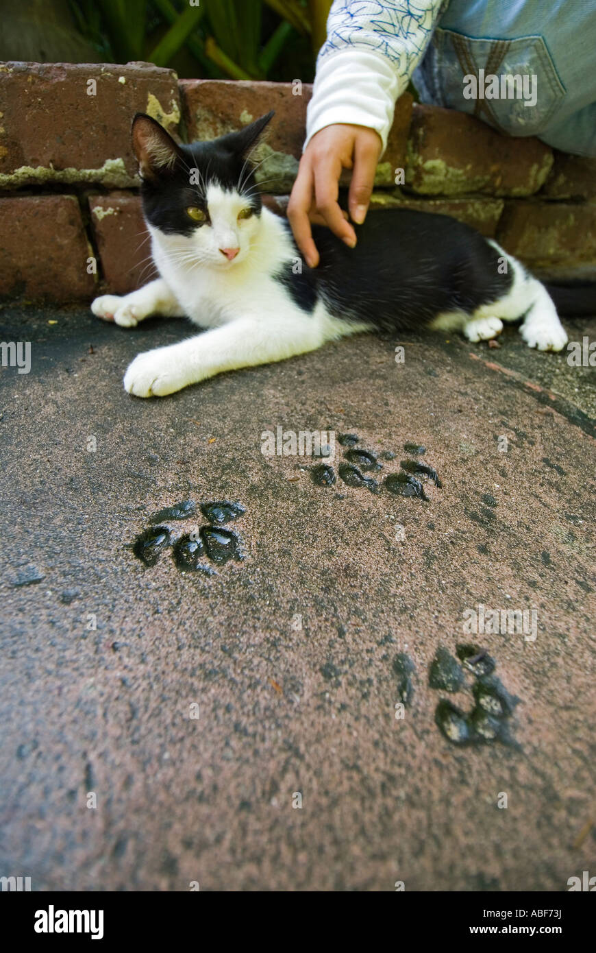 Download Hemingway haus katzen Desktop Wallpaper Free