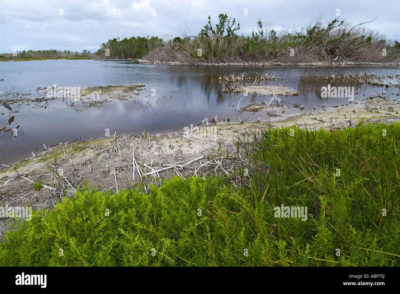 Nach 2004 Hurrikans Wilma und Katrina Eco Pond ist nicht mehr waten Vogelschutzgebiet Everglades Nationalpark, FL Stockfoto