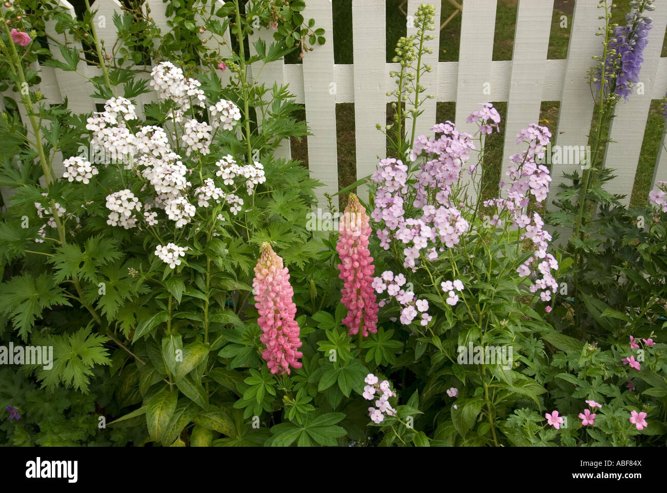 englischer Cottage-Garten mit einem weißen Lattenzaun Stockfoto
